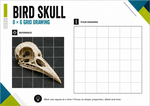 Bird Skull Grid Drawing Worksheet | 6x6 Observational Drawing | KS3 KS4 Art