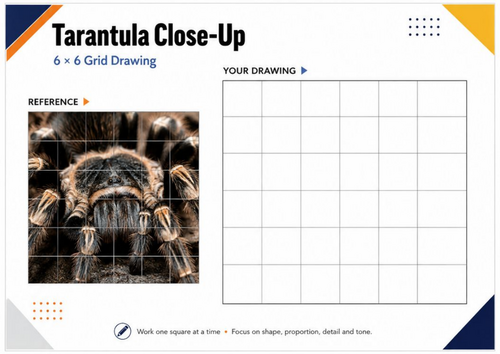 Tarantula Close-Up Grid Drawing Worksheet | Spider Art Activity | KS3 & KS4