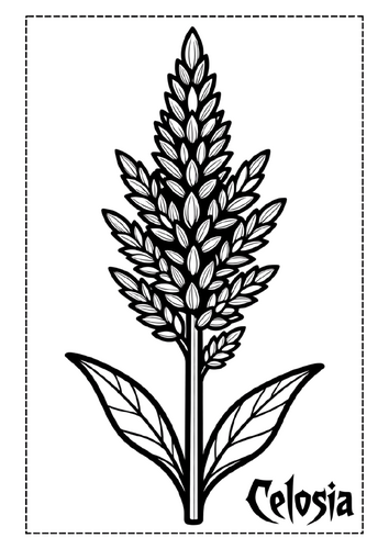 Celosia Flower Coloring Pages & Blank Lined Writing Paper Templates | NO PREP
