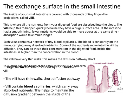 NEW WJEC (2026) GCSE Science - Exchanging Materials
