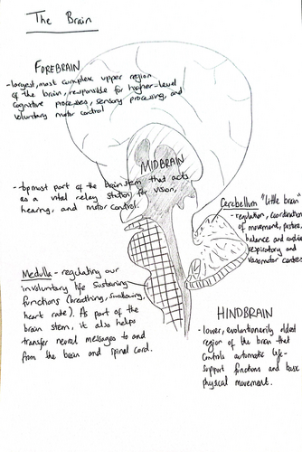 Psychology GCSE: The Brain