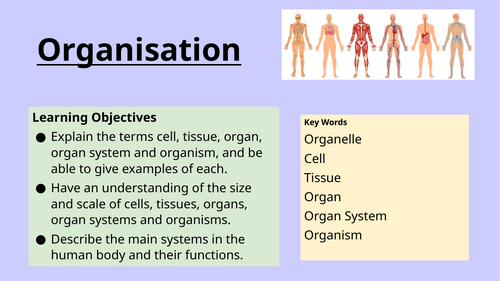 Levels of Organisation