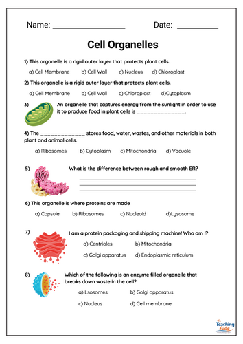 Cell Organelles Science Worksheet & Crossword Puzzle – Plant & Animal Cells