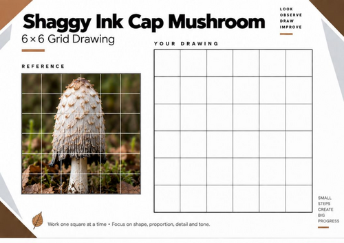 Shaggy Ink Cap Mushroom Grid Drawing Worksheet | KS3 & KS4 Art