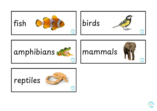 Animals, Including Humans - Year 1 Science Vocabulary Wall Labels