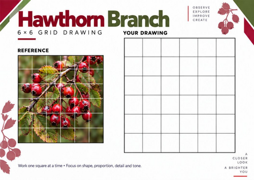 Hawthorn Branch Grid Drawing Worksheet | KS3 & KS4 Art