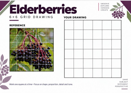 Elderberries Grid Drawing Worksheet | KS3 & KS4 Art