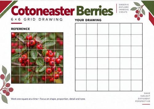 Cotoneaster Berries Grid Drawing Worksheet | KS3 & KS4 Art