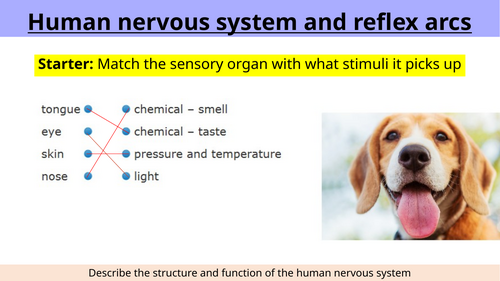 Nervous system lesson