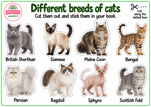 Cat enhancement resources