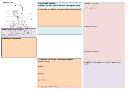 F091 Respiratory system Knowledge organiser