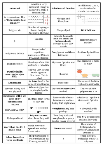 Biological molecules - lipids, water, nucleic acids - dominoes
