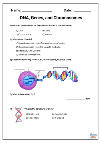 DNA, Genes, Chromosomes & Mutations Worksheet – Genetics