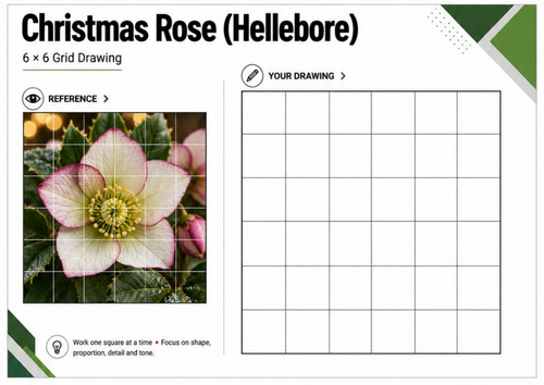 Christmas Rose Hellebore Grid Drawing Worksheet | Winter Flower Art | KS3 KS4