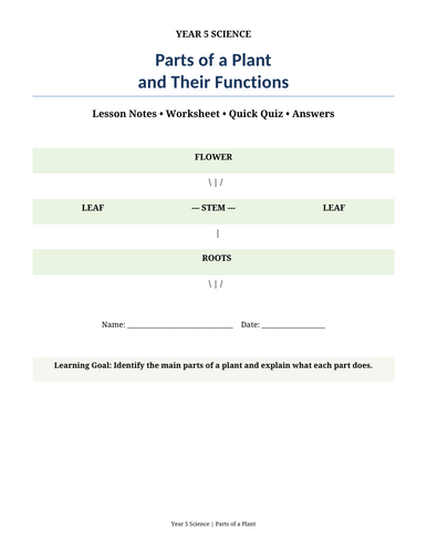 Parts of a Plant and Their Functions – Year 5 Science Worksheet & Quiz