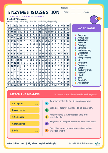 GCSE Enzymes and Digestion Word Search with Matching Activity and Answers