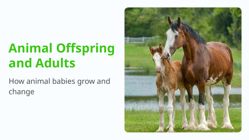 Year 1 Science | Spring Term | 12 Interactive Lessons | British National Curriculum