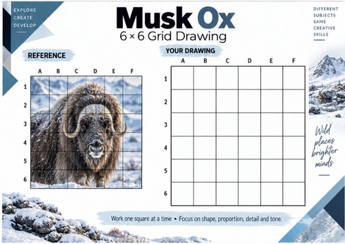Musk Ox Grid Drawing Worksheet | Arctic Wildlife Observational Art | KS3 & KS4