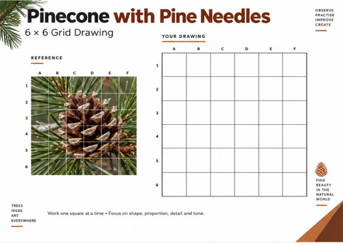 Pinecone with Pine Needles Grid Drawing Worksheet | Botanical Art | KS3 KS4 GCSE