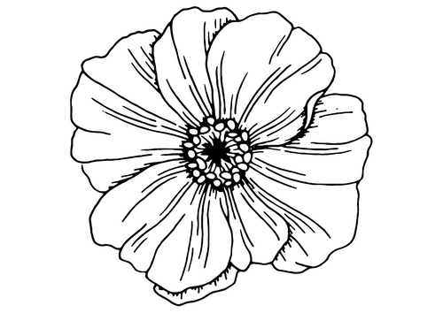 Poppy Template - Remembrance Day Activities