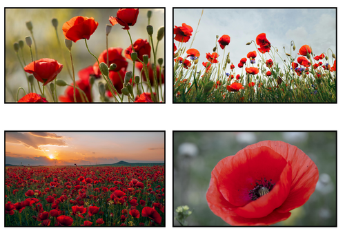 Remembrance Day - Poppy Photographs