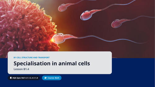 B1.4 Specialisation in Animal Cells (AQA 1-9 GCSE Combined Trilogy & Separate Biology)