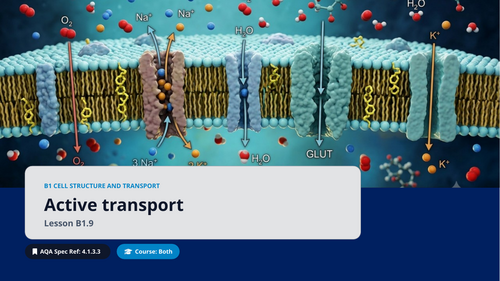 B1.9 Active Transport (AQA 1-9 GCSE Combined Trilogy & Separate Biology)