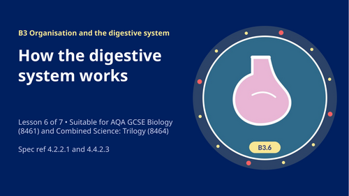 B3.6 How the Digestive System Works (AQA 1-9 GCSE Combined Trilogy & Separate Biology)