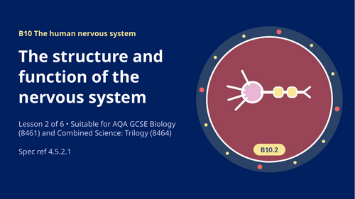 B10.2 Structure & Function of the Nervous System (AQA 1-9 GCSE Combined Trilogy & Separate Biology)