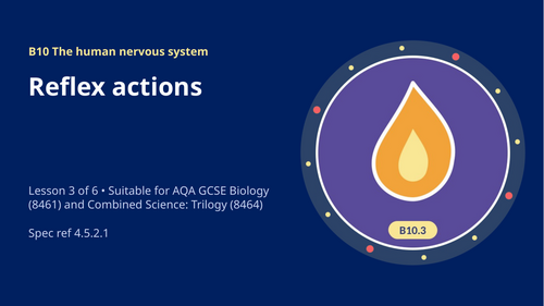 B10.3 Reflex Actions (AQA 1-9 GCSE Combined Trilogy & Separate Biology)