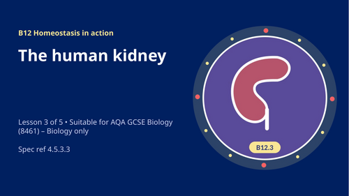 B12.3 The Human Kidney (AQA 1-9 GCSE Combined Trilogy & Separate Biology)