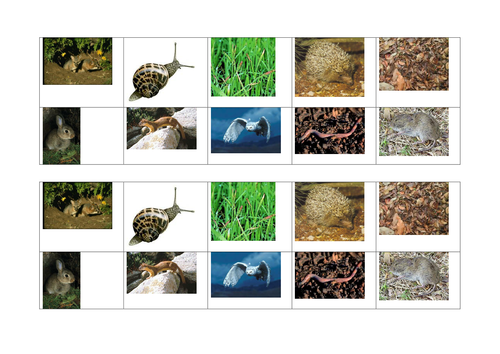 Food webs and food chains