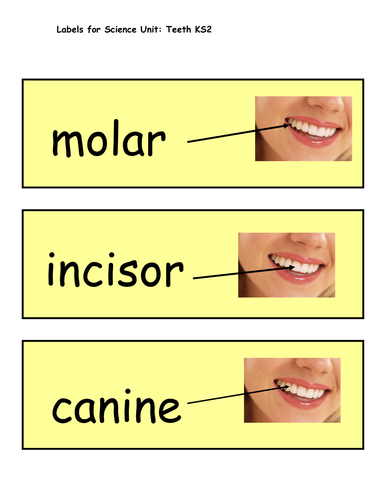 Display Vocabulary For Teeth And Eating Unit Teaching Resources