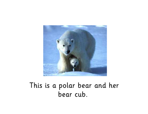Bear powerpoint