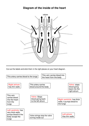 heart: Labelled Heart Diagram Gcse Pe