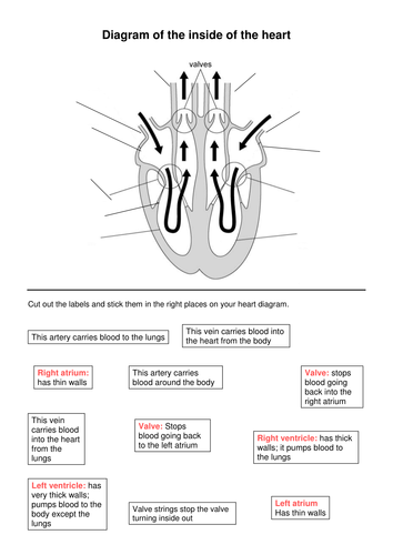 The Heart and Blood: Worksheet by kritur - Teaching ...