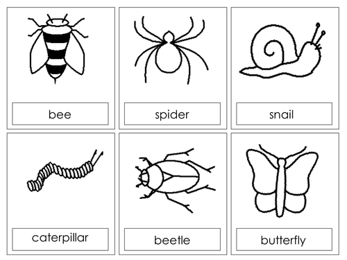 Investigating minibeasts with EYFS | Tes