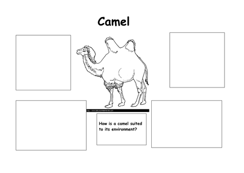 camel suited to its environment