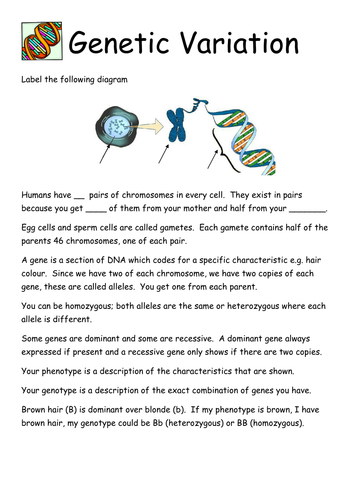 Genetic Variation Worksheet | Teaching Resources