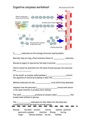 Enzymes & digestion | Teaching Resources