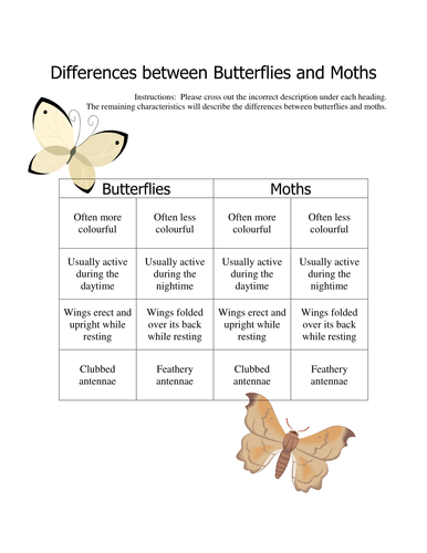 Difference Between Butterflies And Moths Worksheet Teaching Resources