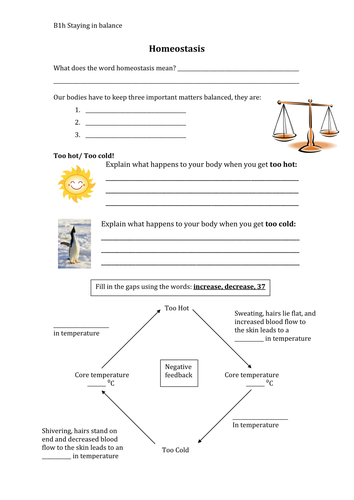 Homeostasis worksheet