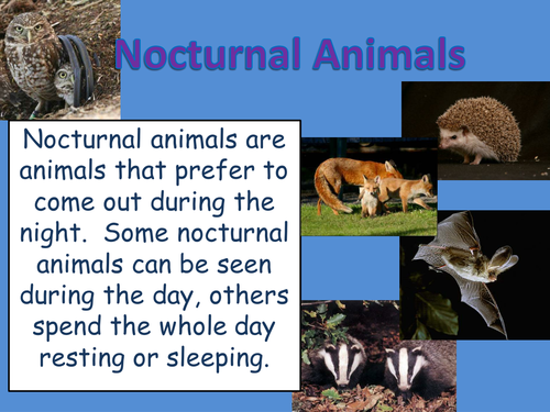 Nocturnal animals power point presentation /fsks1