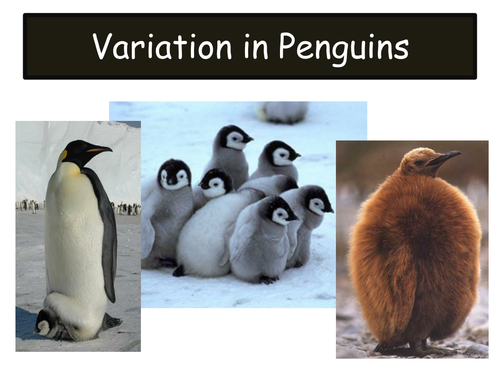 grouping animals and variation ks1/ks2 science