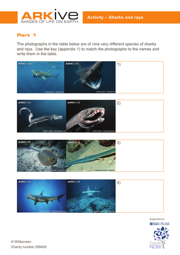Sharks and rays - classification key