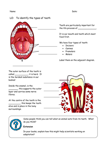 3 teeth year animal worksheet Resources  sueemc by Teaching    Teeth worksheet Tes