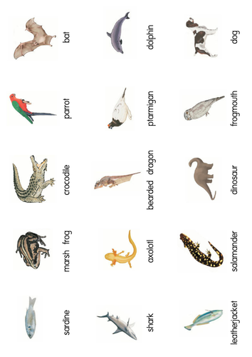 Classification of Vertebrates Card Sort