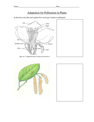 Adaptation for Pollination 