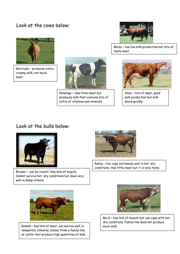 cows selective breeding