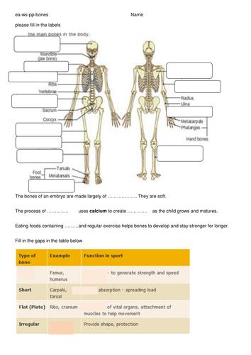 BONES | Teaching Resources